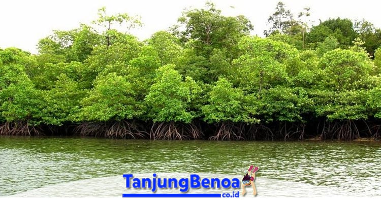 Hutan Bakau Tanjung Benoa