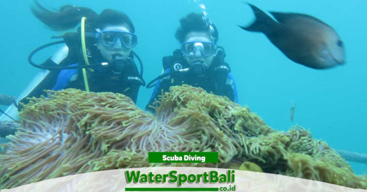 Scuba diving Tanjung Benoa